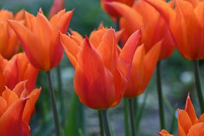 Tulipe � fleurs de lis 'Ballerina'
