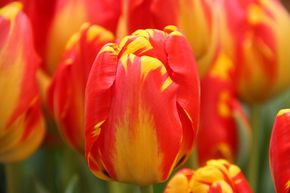 Tulipe Darwin 'Banja Luka'