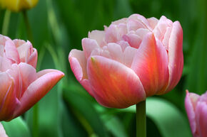 Tulipe double 'Beachberry'
