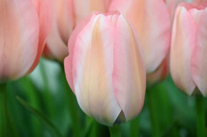 Tulipe 'Bella Blush'�