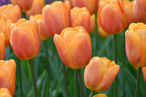 Tulipe Triumph 'Bellville'