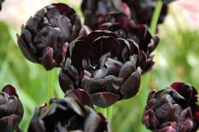 Tulipe � fleurs doubles 'Black Hero'