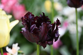 Tulipe perroquet 'Black Parrot'