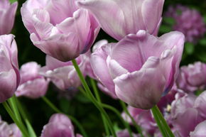Tulipe simple tardive 'Bleu Aimable'
