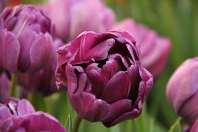 Tulipe double 'Blue Diamond'