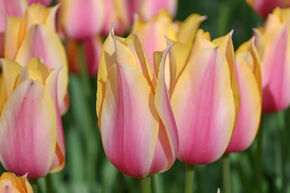Tulipe 'Blushing Lady'