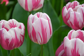 Tulipe 'Bojangles'