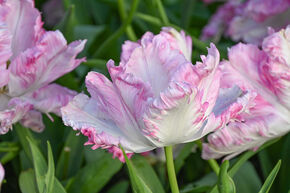 Tulipe perroquet 'Cabanna'