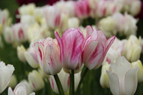 Tulipe simple tardive 'Candy Club'