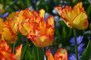 Tulipe 'Caribbean Parrot'