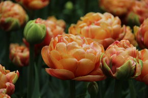 Tulipe double 'Copper Image'