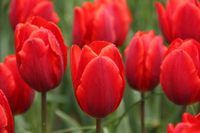 Tulipe simple pr�coce 'Couleur Cardinal'