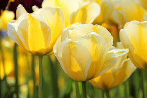 Tulipe Darwin 'Cream Cocktail'