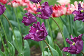 Tulipe Coronet 'Crown of Negrita'