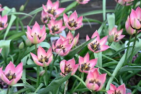 Tulipe sauvage 'Danique'