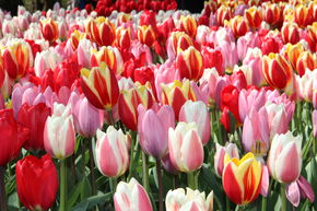 Tulipes Darwin - m�lange