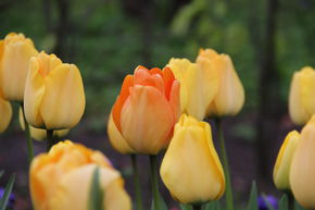Tulipe Darwin 'Daydream'