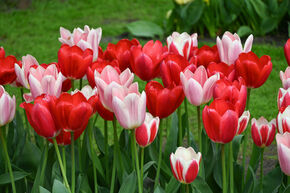 Assortiment de tulipes 'Delight Mix'