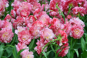 Tulipe double 'Double Sugar'