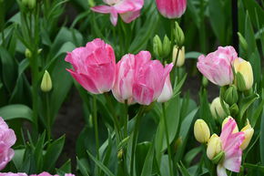 Tulipe multiflores 'Dream Club'