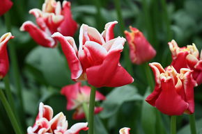 Tulipe Coronet 'Elegant Crown'