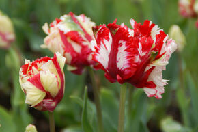 Tulipe perroquet 'Estella Rijnveld'
