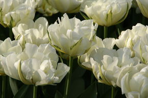 Tulipe � fleurs doubles 'Exotic Emperor�'