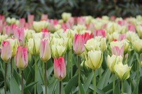 Tulipes fosteriana 'Flaming Purissima' & 'Exotic Emperor' - m�lange
