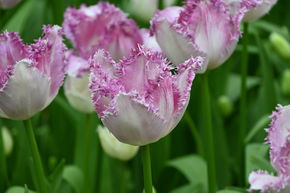 Tulipe � franges 'Eyelash'