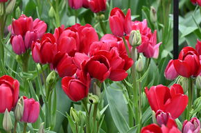 Tulipe multiflores 'Fiery Club'