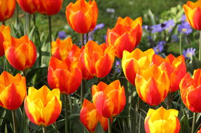 Tulipe pr�coce simple 'Flair'