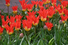 Tulipe Fosteriana 'Flames Mystery'