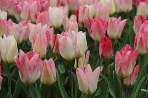 Tulipe Fosteriana 'Flaming Purissima'
