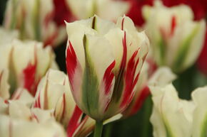 Tulipe verte 'Flaming Springgreen'