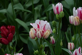 Tulipe multiflores 'Flaming Club'