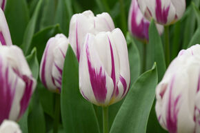 Tulipe Triumph 'Flaming Flag'