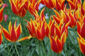 Tulipe � fleurs de lis 'Fly Away�'