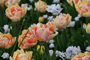 Tulipe double 'Foxy Foxtrot'