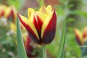 Tulipe Triumph 'Gavota'