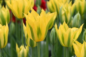 Tulipe Viridiflora, Tulipe verte 'Green Mile'