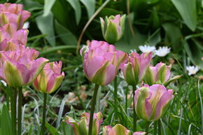 Tulipe Viridiflora Tulipe verte 'Groenland'