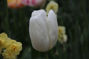 Tulipe de Darwin 'Hakuun�'