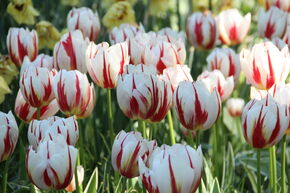 Tulipe simple tardive 'Happy Generation'