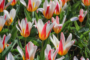 Tulipe sauvage 'Heart's Delight'