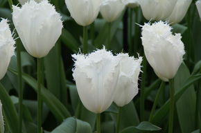 Tulipe frang�e 'Honeymoon'