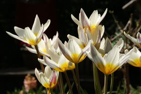 Tulipe sauvage 'Ice Stick'