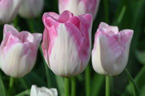Tulipa 'Infinity'