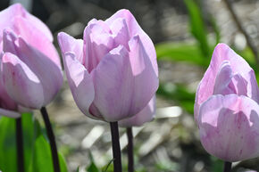 Tulipe 'Jacuzzi'