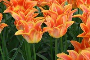Tulipe � fleurs de lys 'Je t'aime'