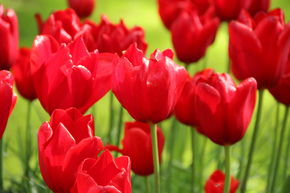 Tulipe tardive simple 'Kingsblood'